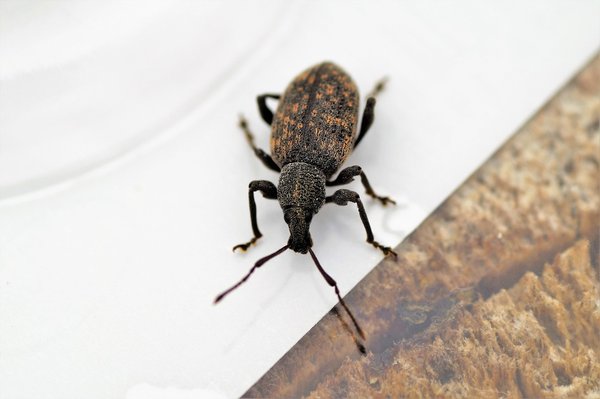 Des solutions naturelles pour vaincre l'otiorhynque efficacement