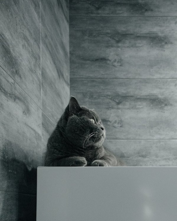 Comment poser du carrelage mural en grès cérame pleine masse ?