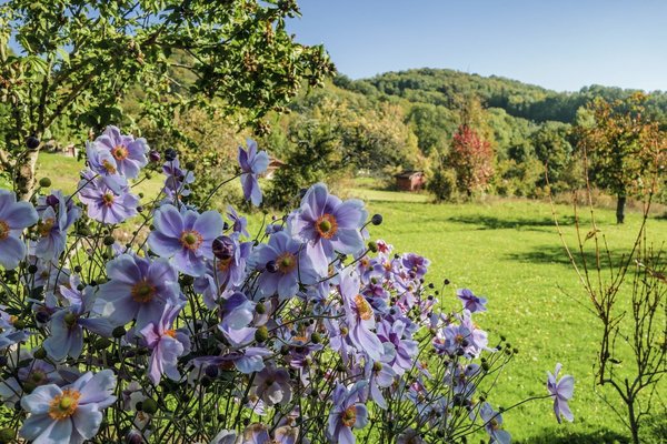 Les meilleures plantes pour un jardin sans entretien