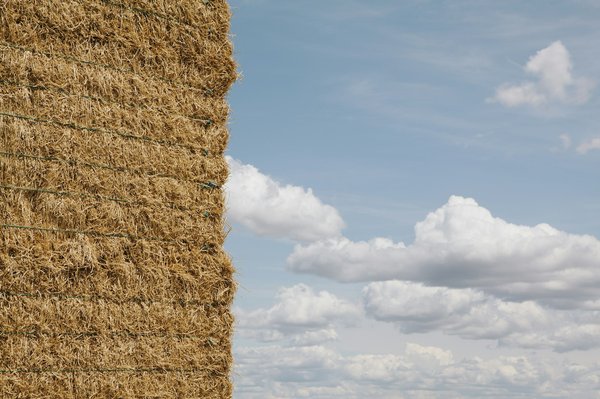 Brise-vue naturel : choisissez la brande de bruyère