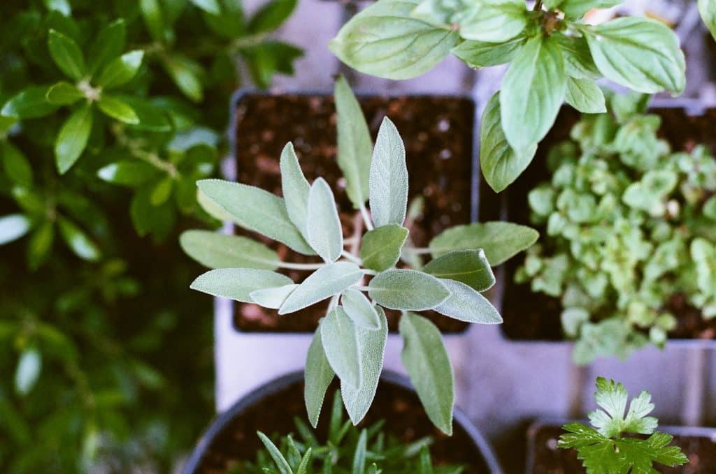 potager sur balcon